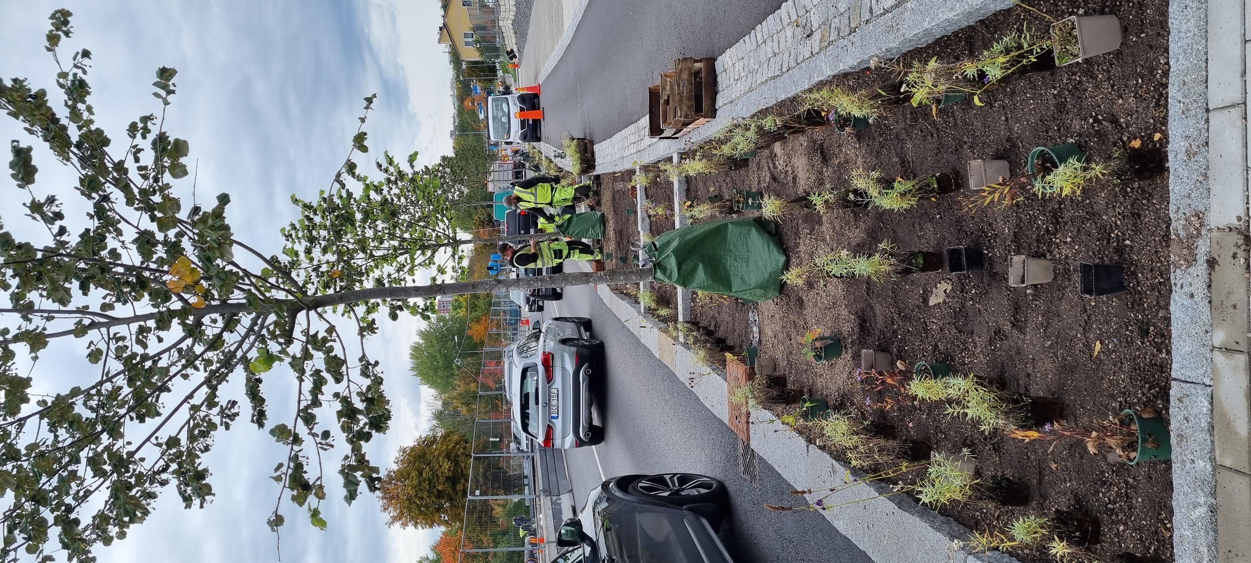 New vegetation is planted between a car road and bicykle road.