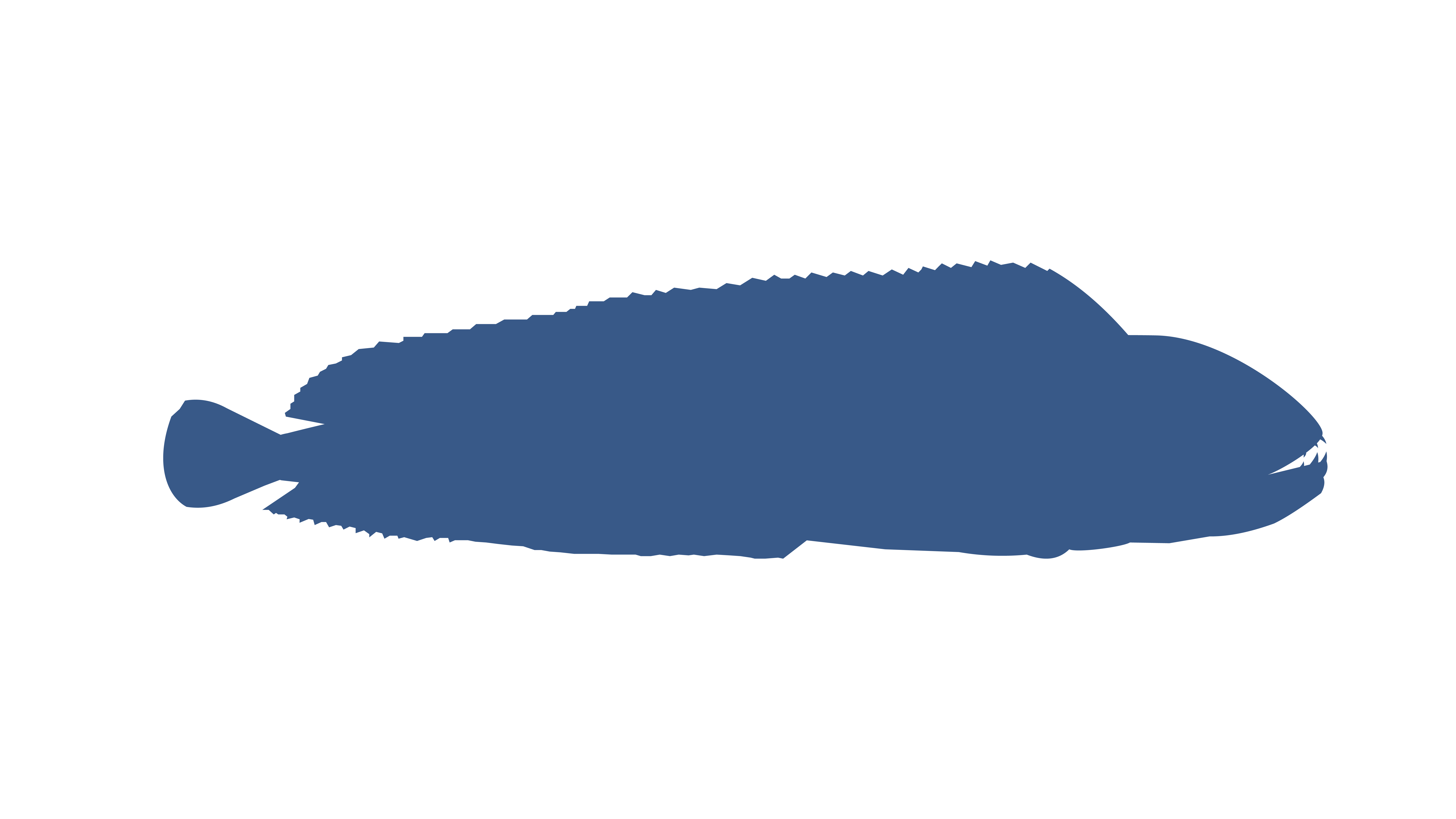Atlantic wolffish.png