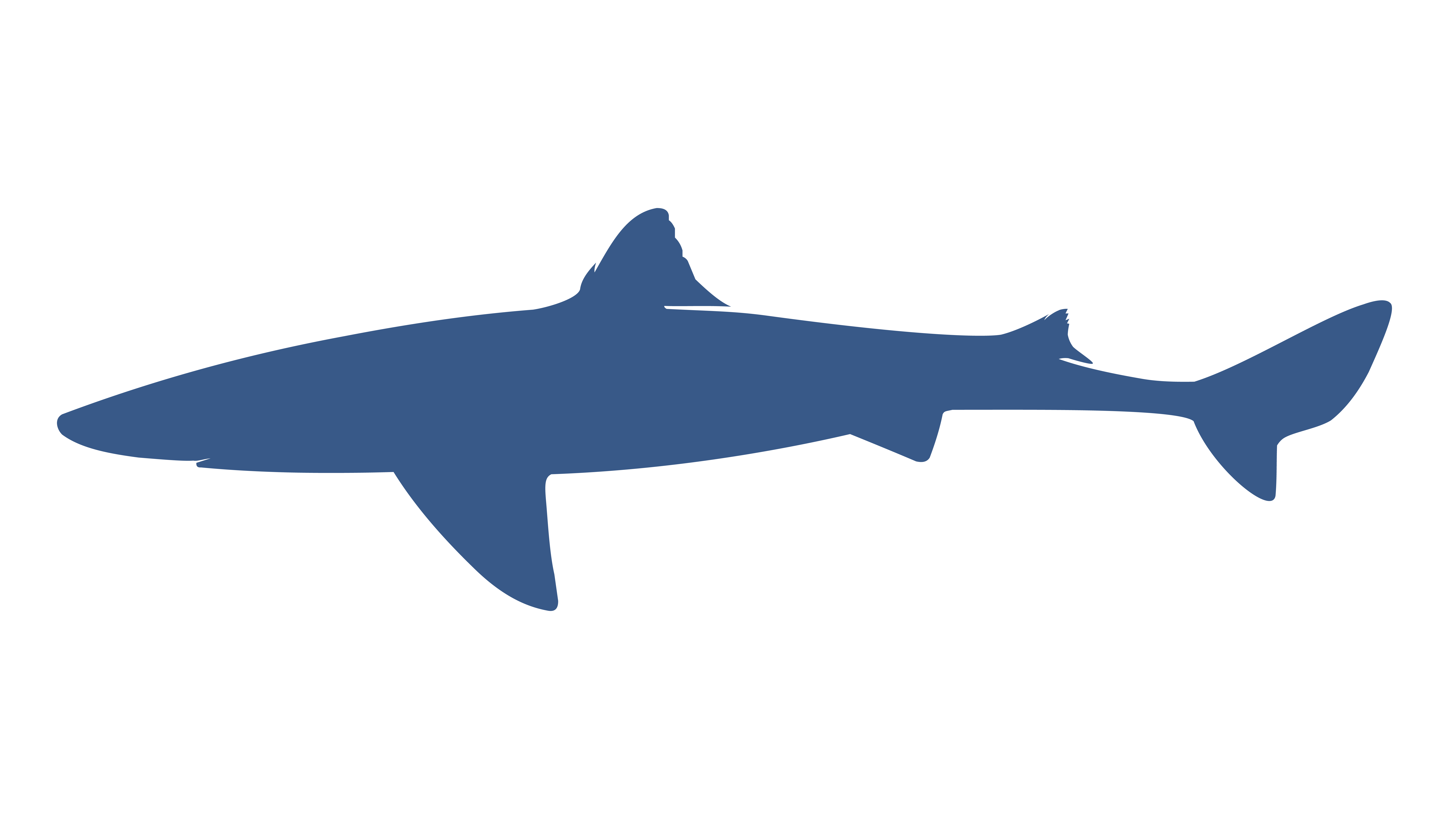 Dogfish, spurdog or spiny dogfish.png
