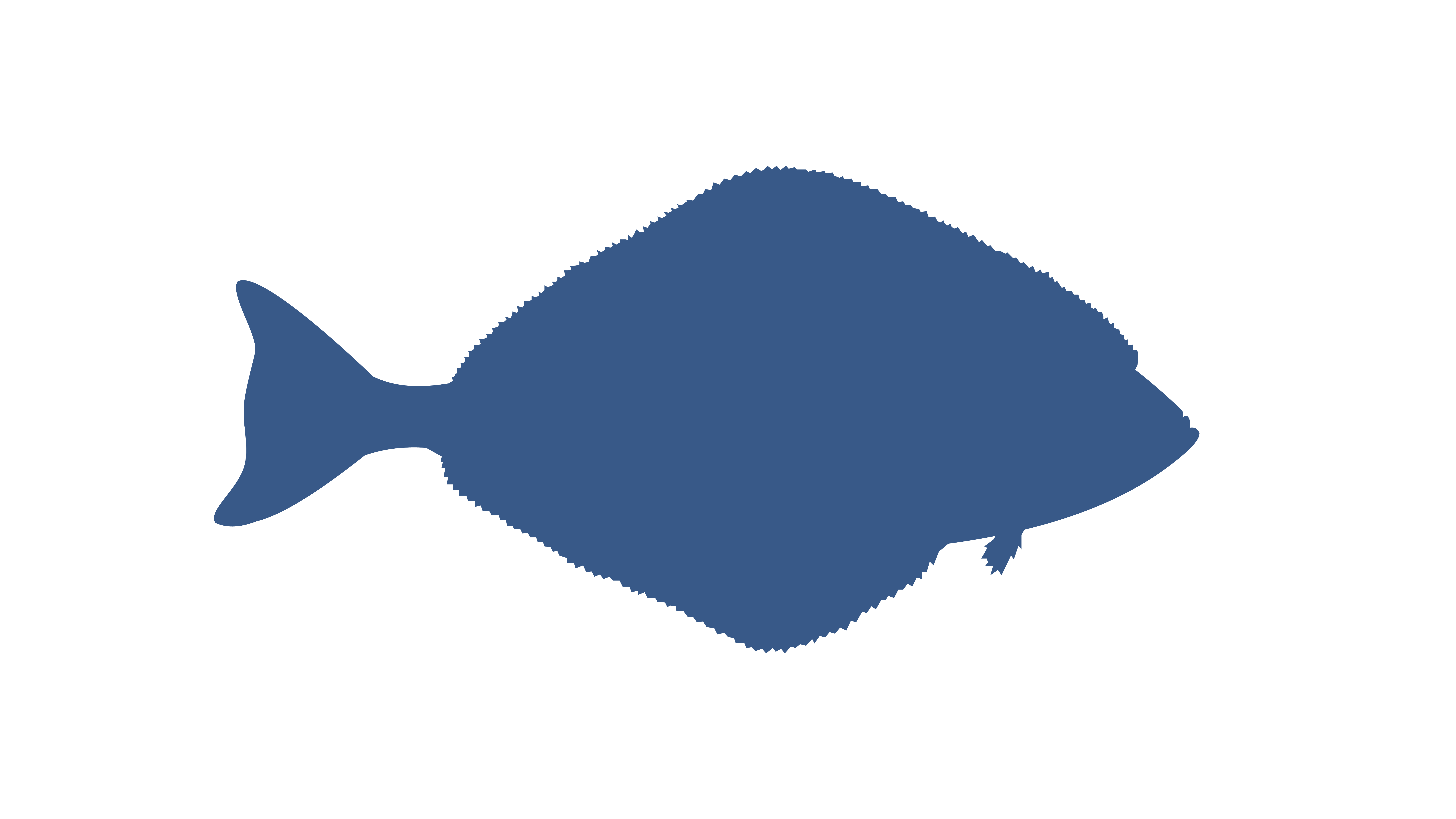 Halibut or European halibut .png