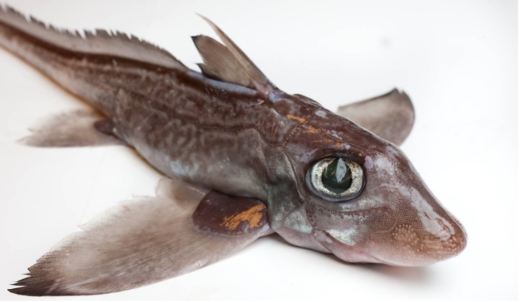 Fisk.jpg