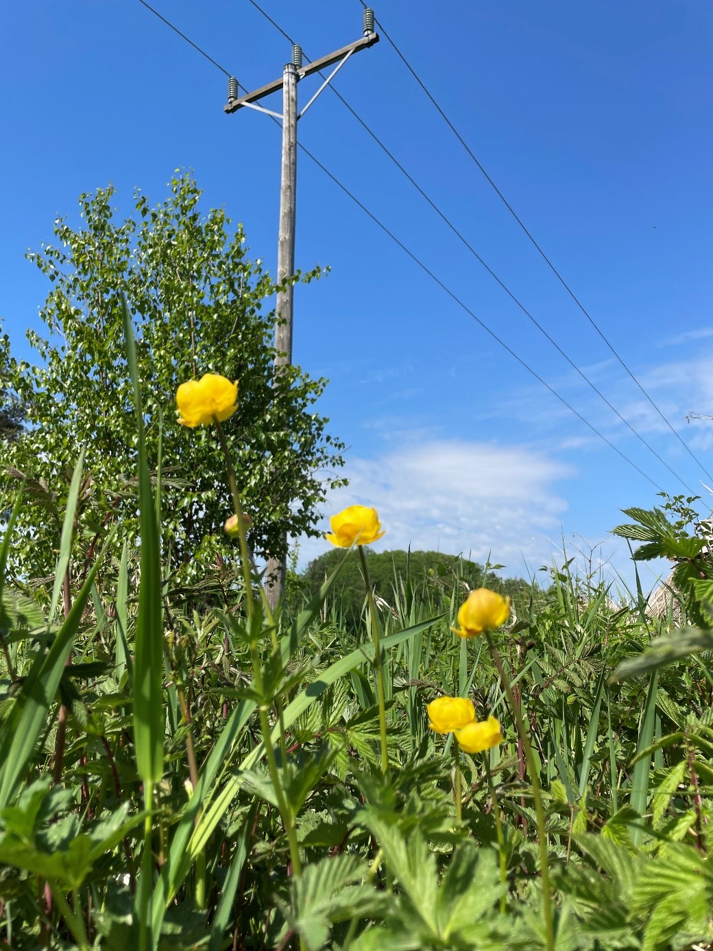 Strengthened biodiversity along powerlines 2.jpg