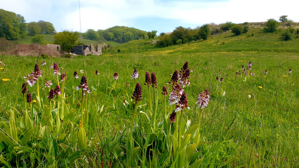 Life Orchids 2_1200.jpg
