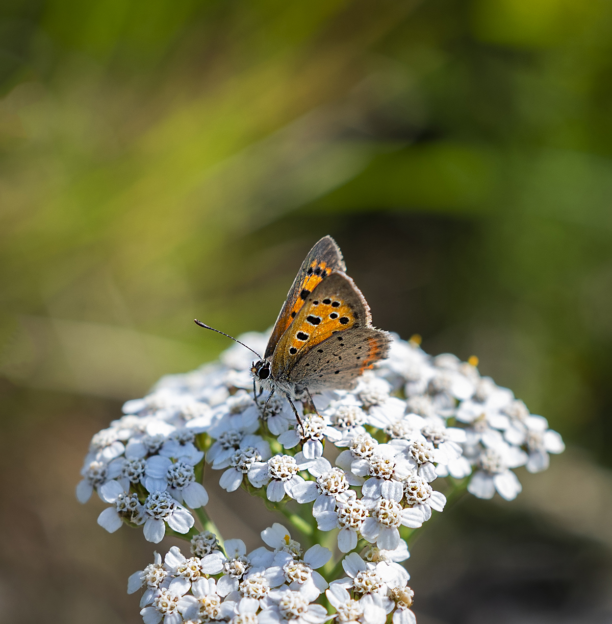 _DSC8948 1200.jpg
