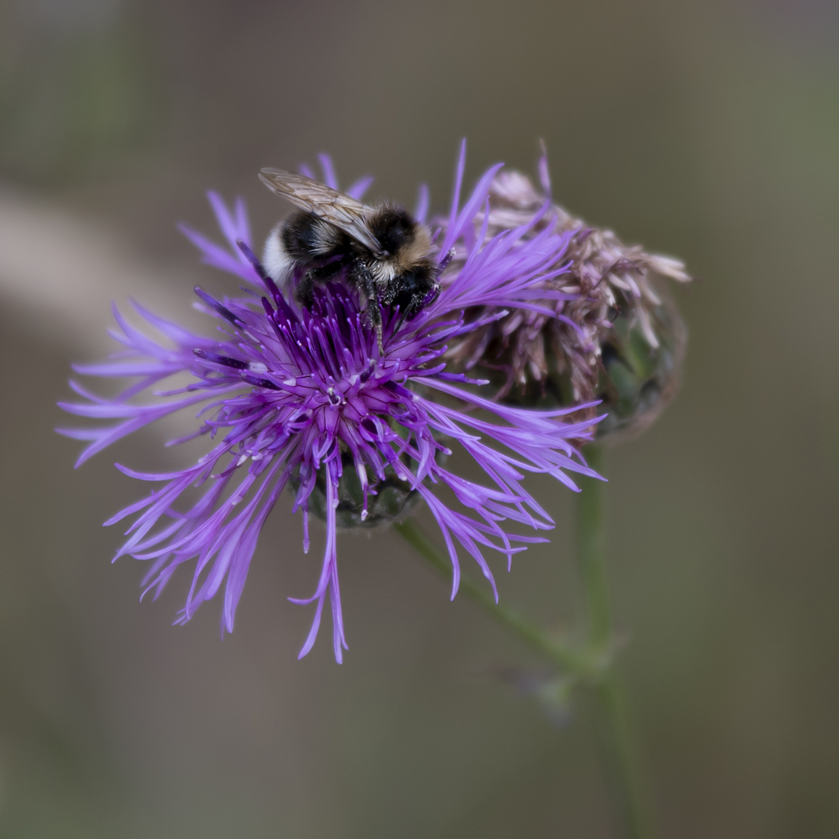 humla och blomma 1200.jpg