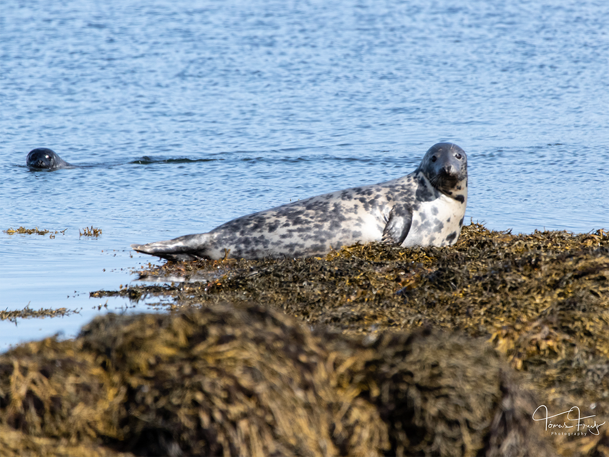 Citizen Science Seal project_1200.png
