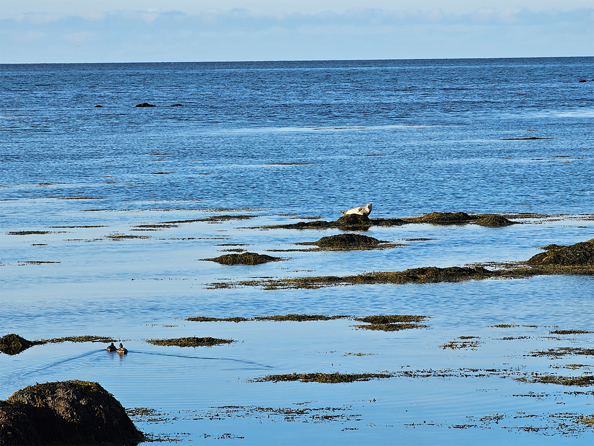 Citizen Science Seal project2_1200.png