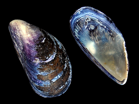 Mussels