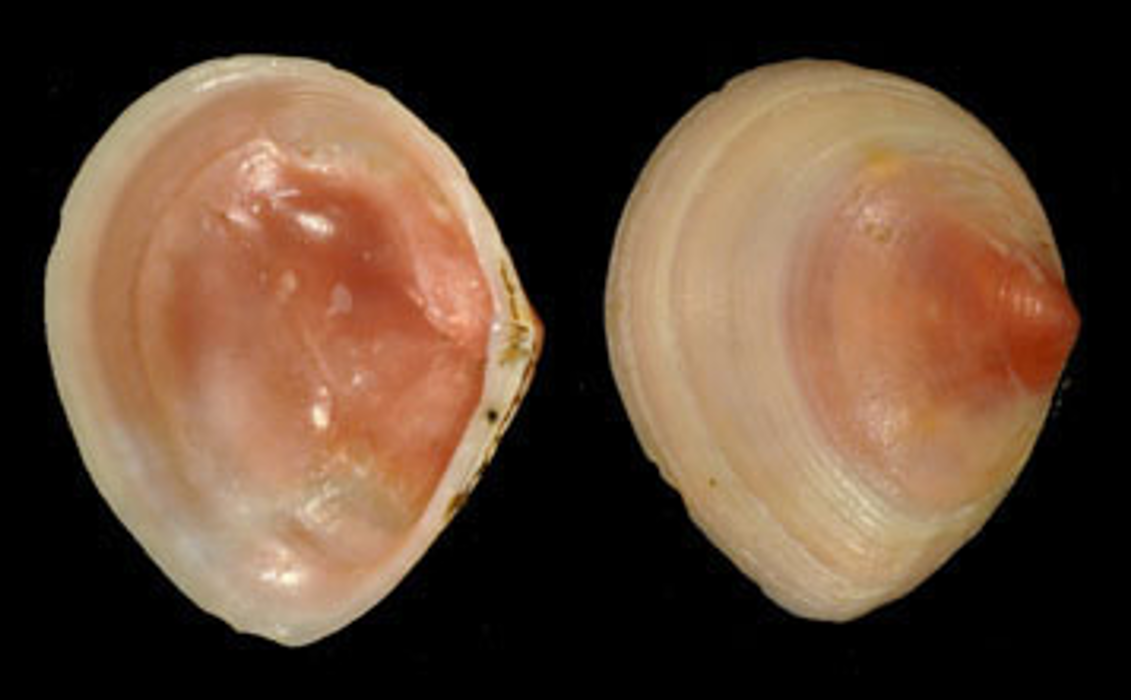 Photo of Clams