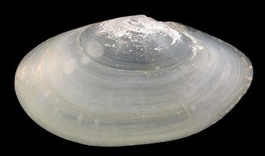 Photo of Clam