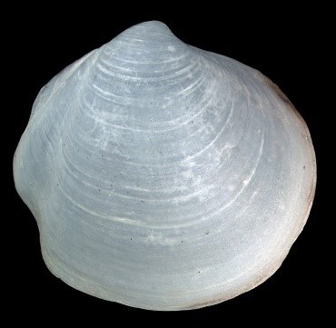 Photo of Clam
