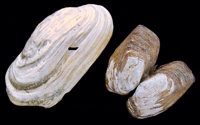 Photo of Clams