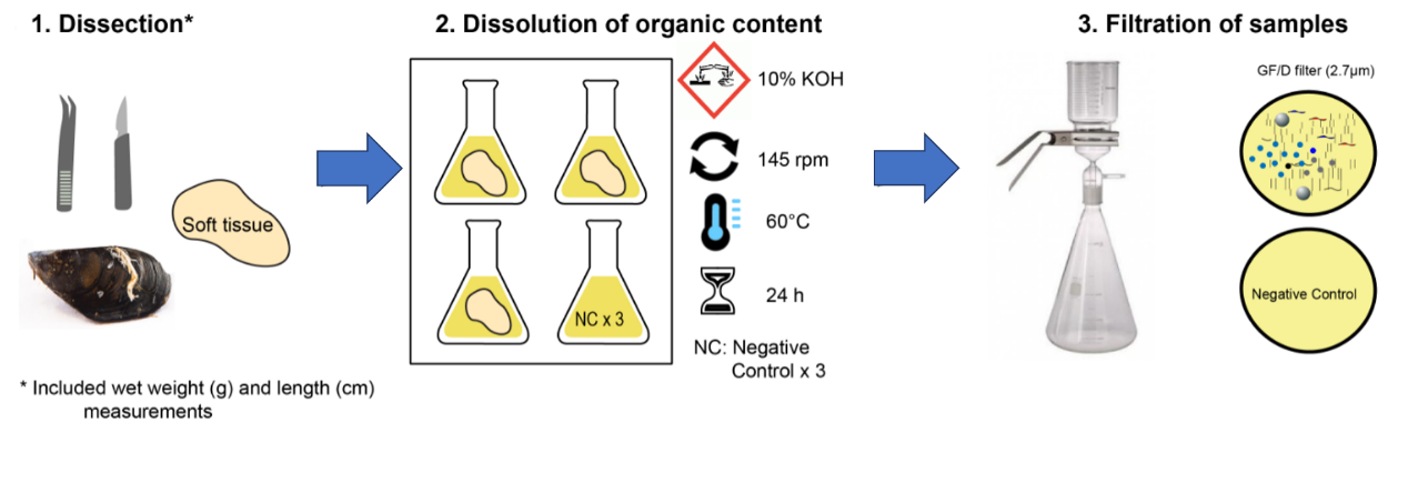 Figure showing proces from mussel to sample