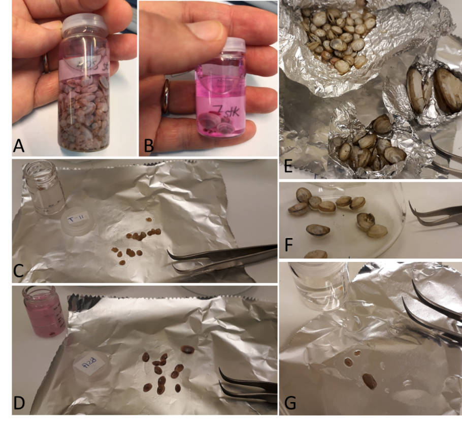 Photos of samples with different marked A-G