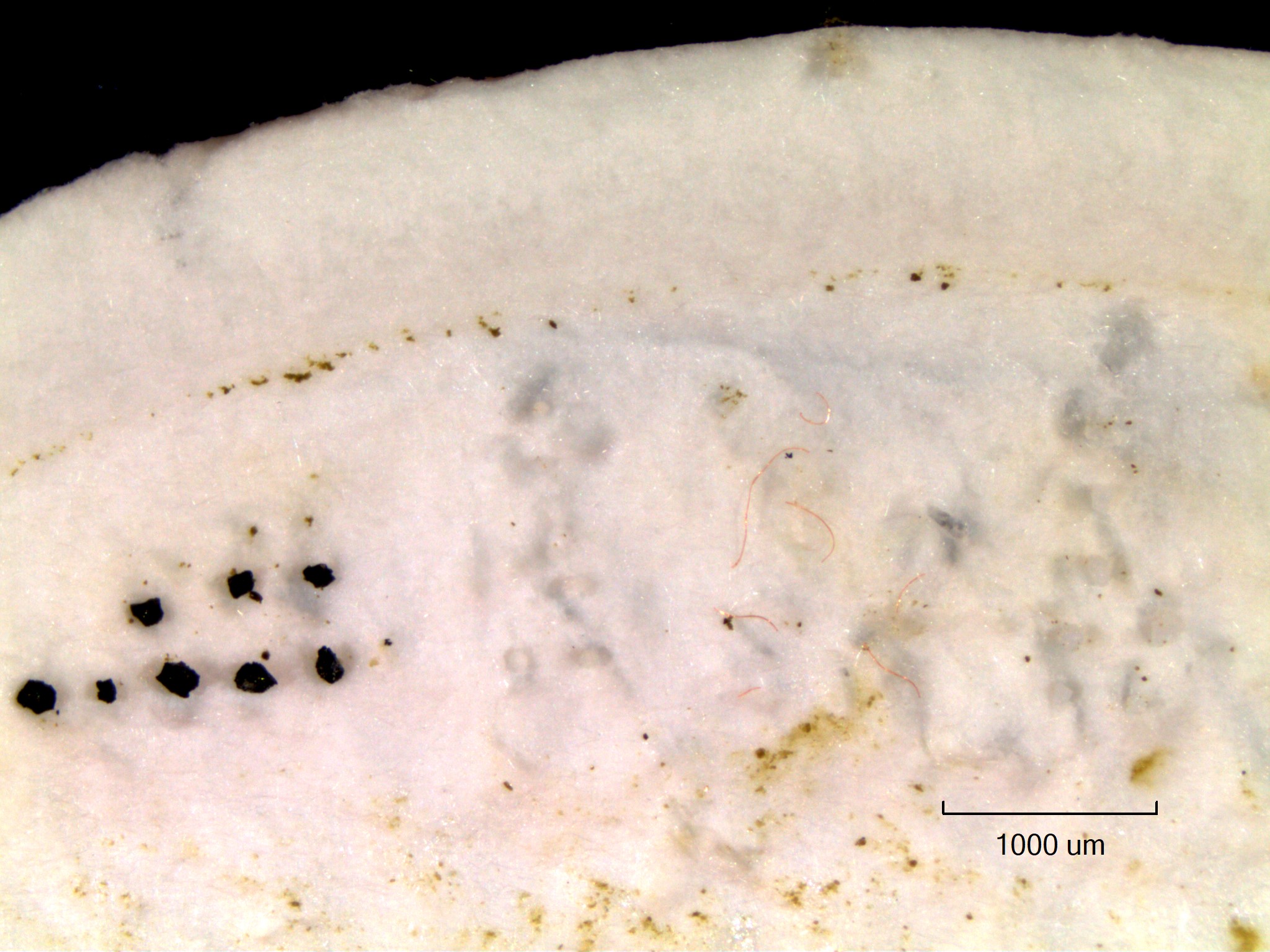Photo of clam with PET fibres