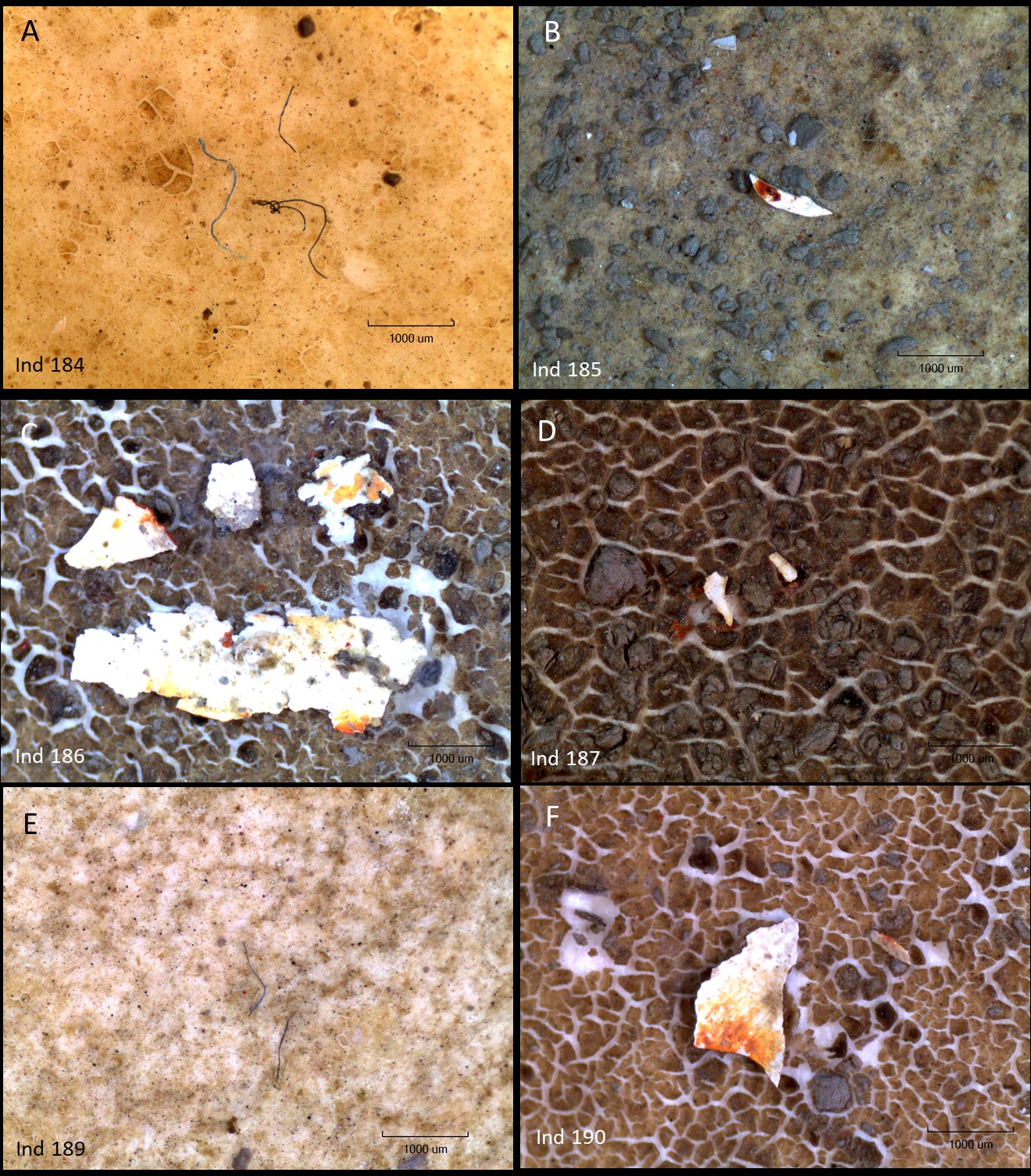 Microscope images
