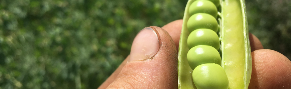 Hand holding peas