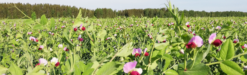 Meadow