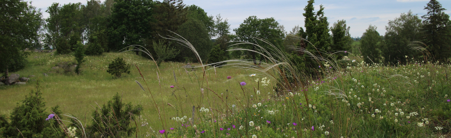 Meadow