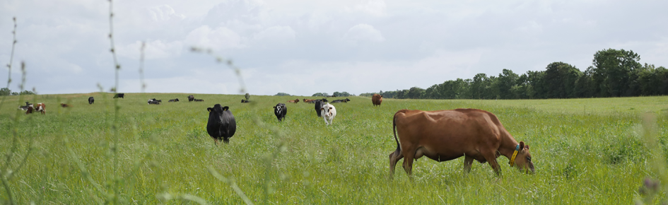 Cows on a meadow