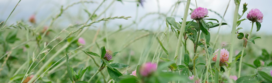 Clower field