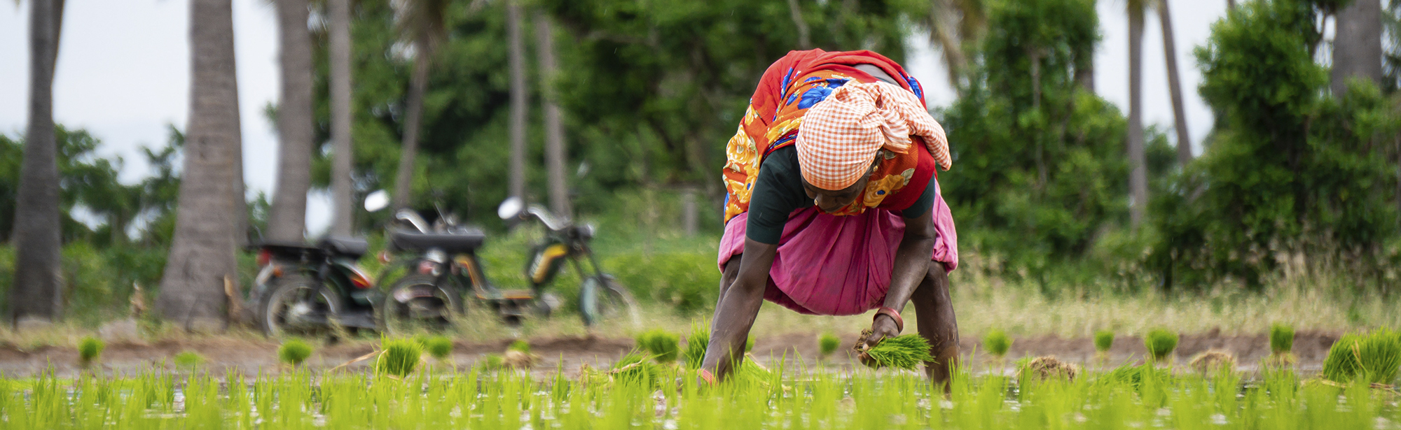 Rice harvest