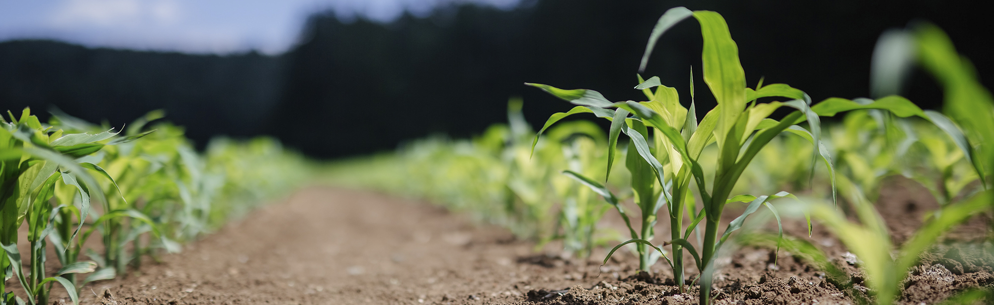 Maize field