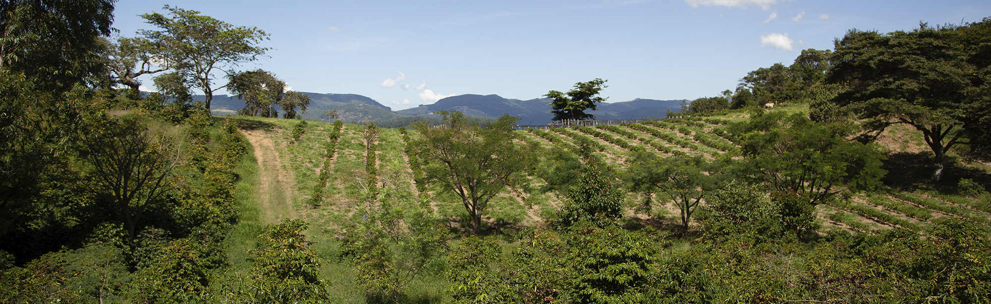 Coffee field