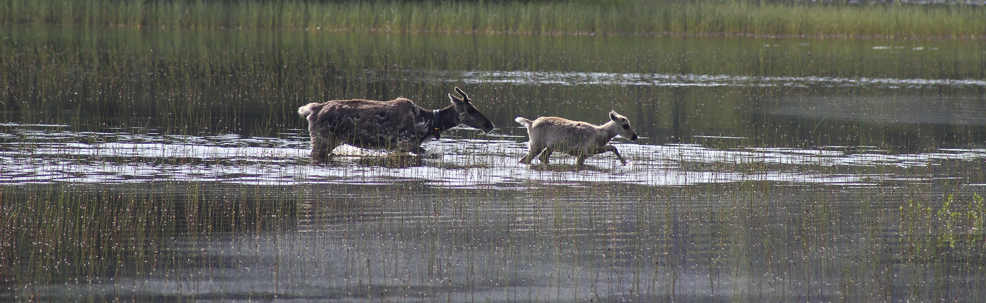 Animals running through water