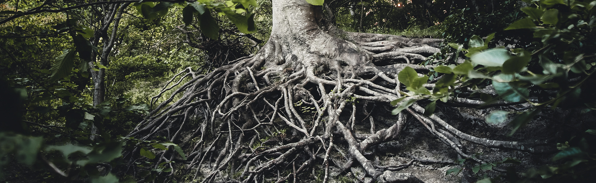 Roots