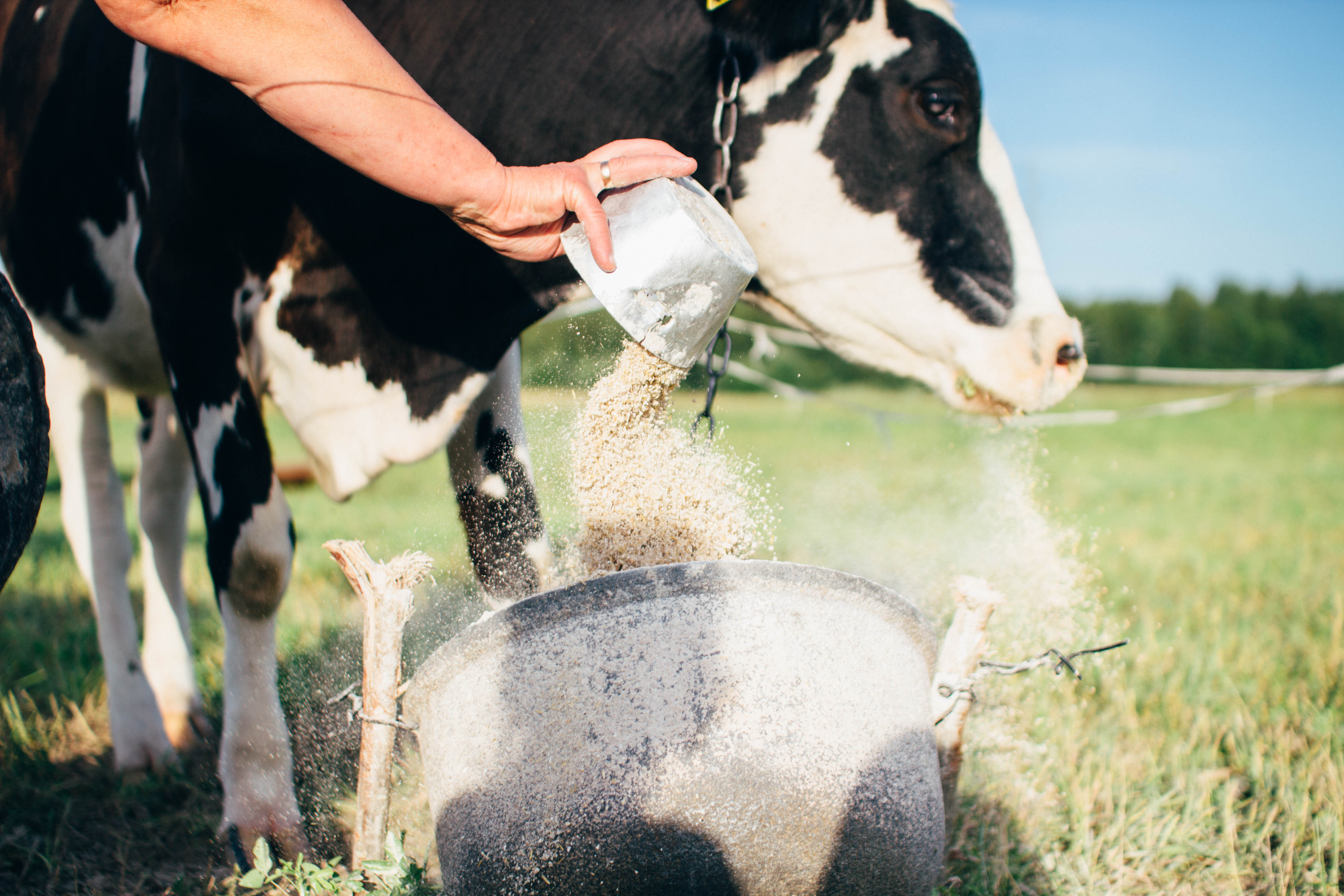 Farmer feeding cow