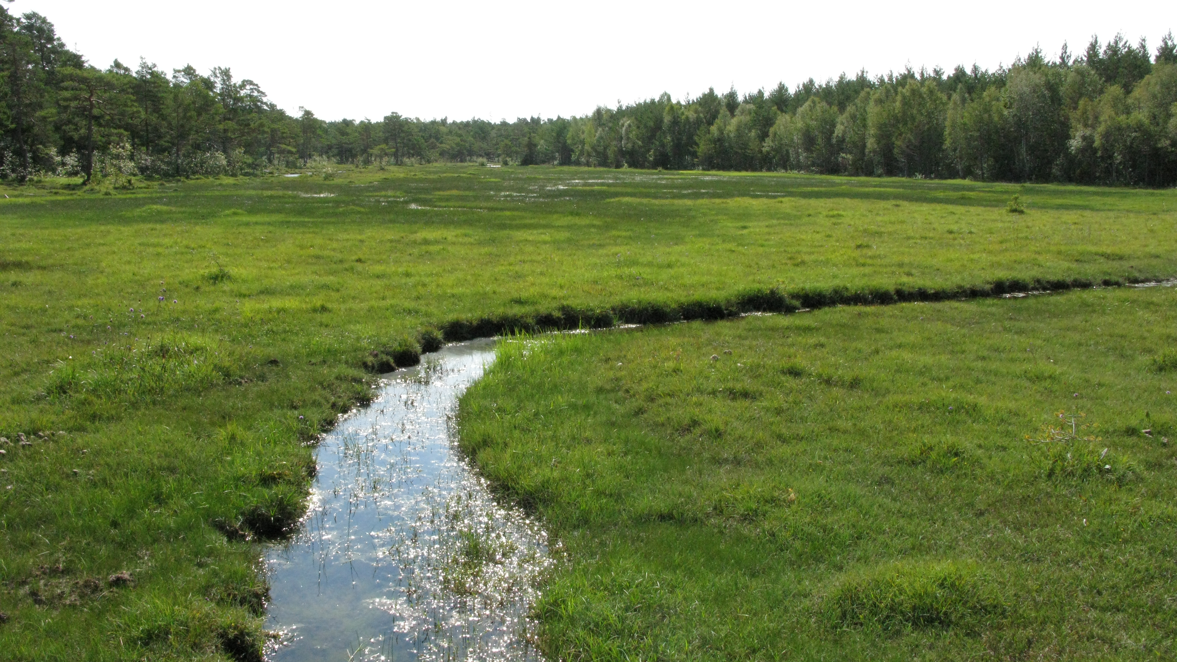 7_Alkaline fens in Sweden_Sebastian Sundberg.JPG