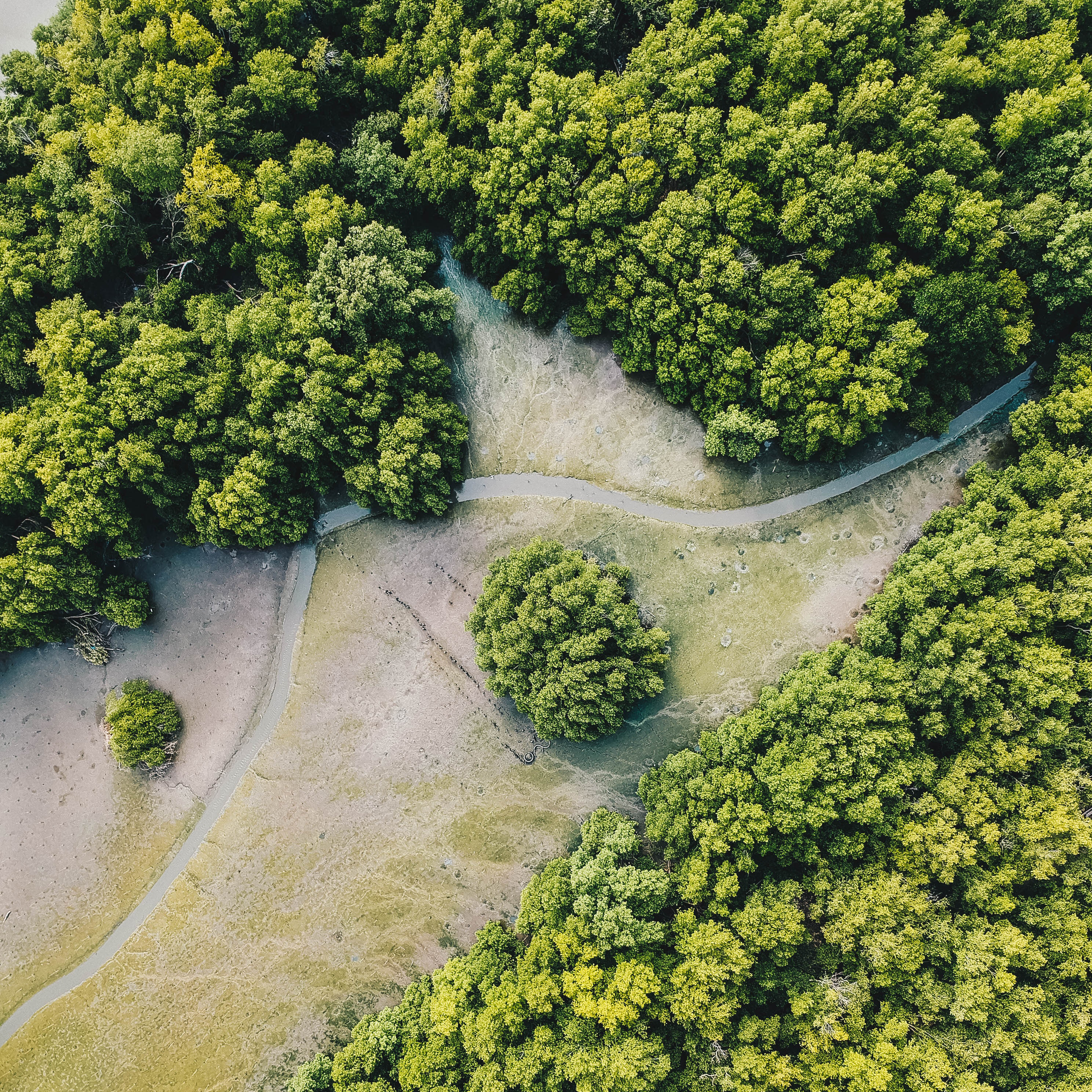 mangrove.jpg