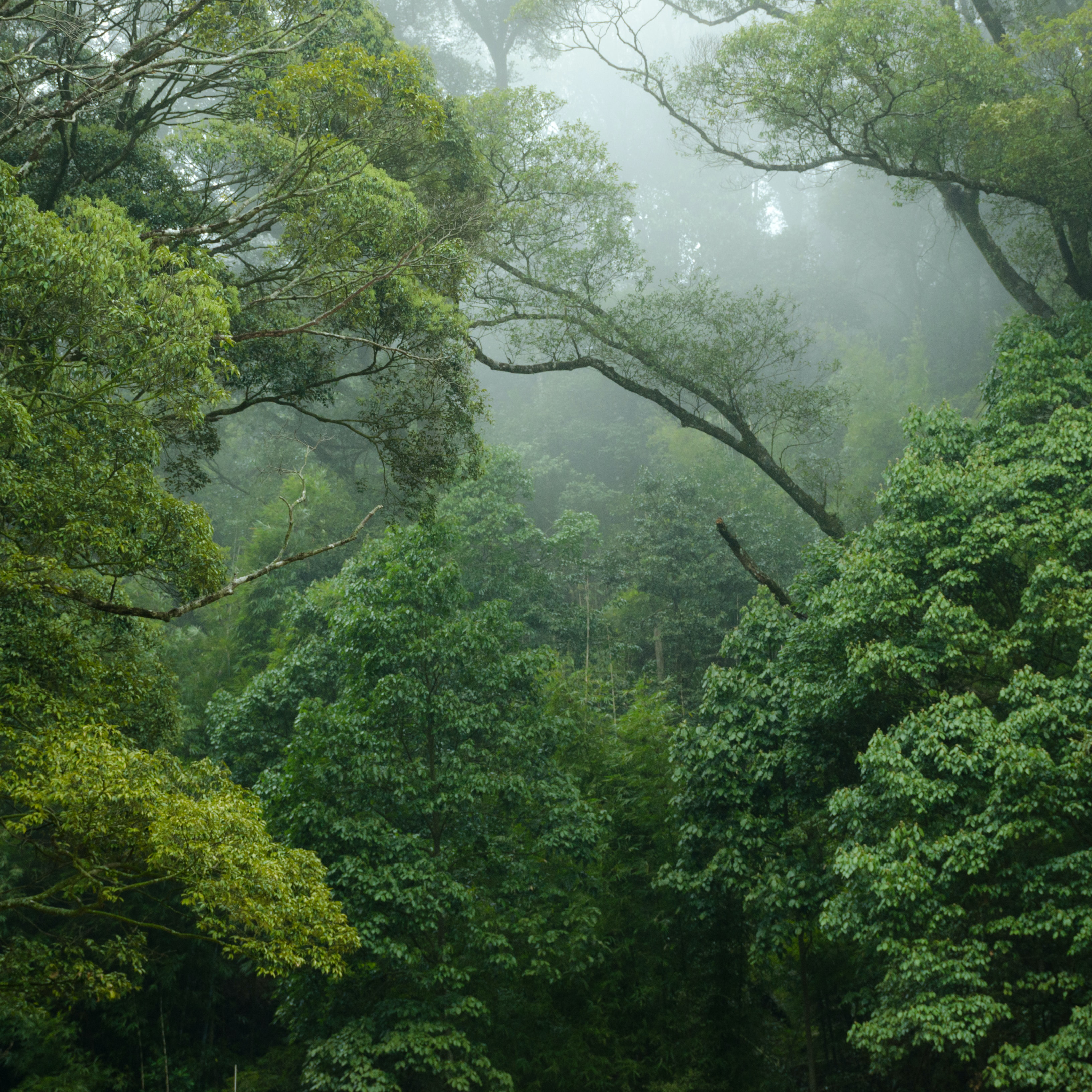 rainforest.jpg