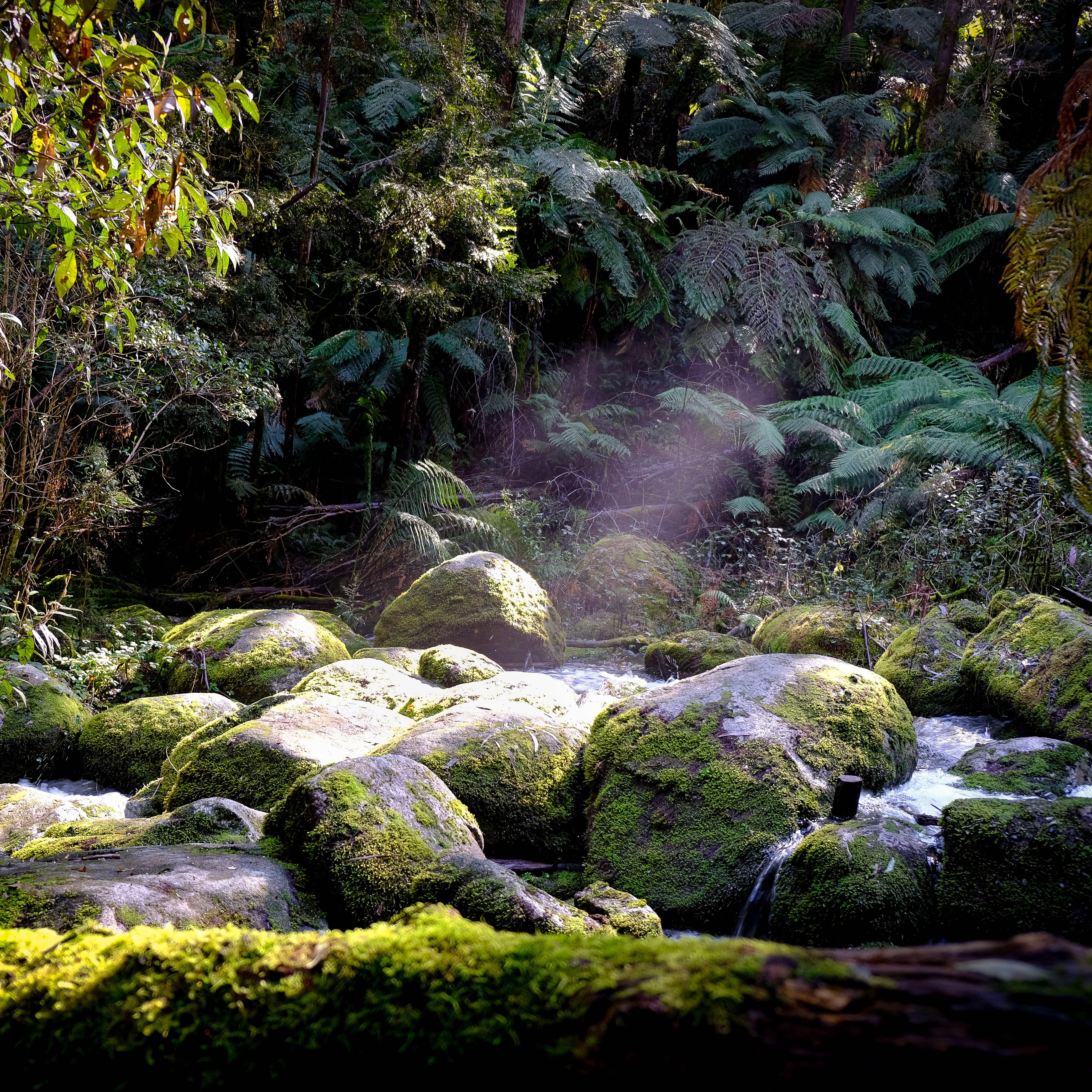 nature.jpg