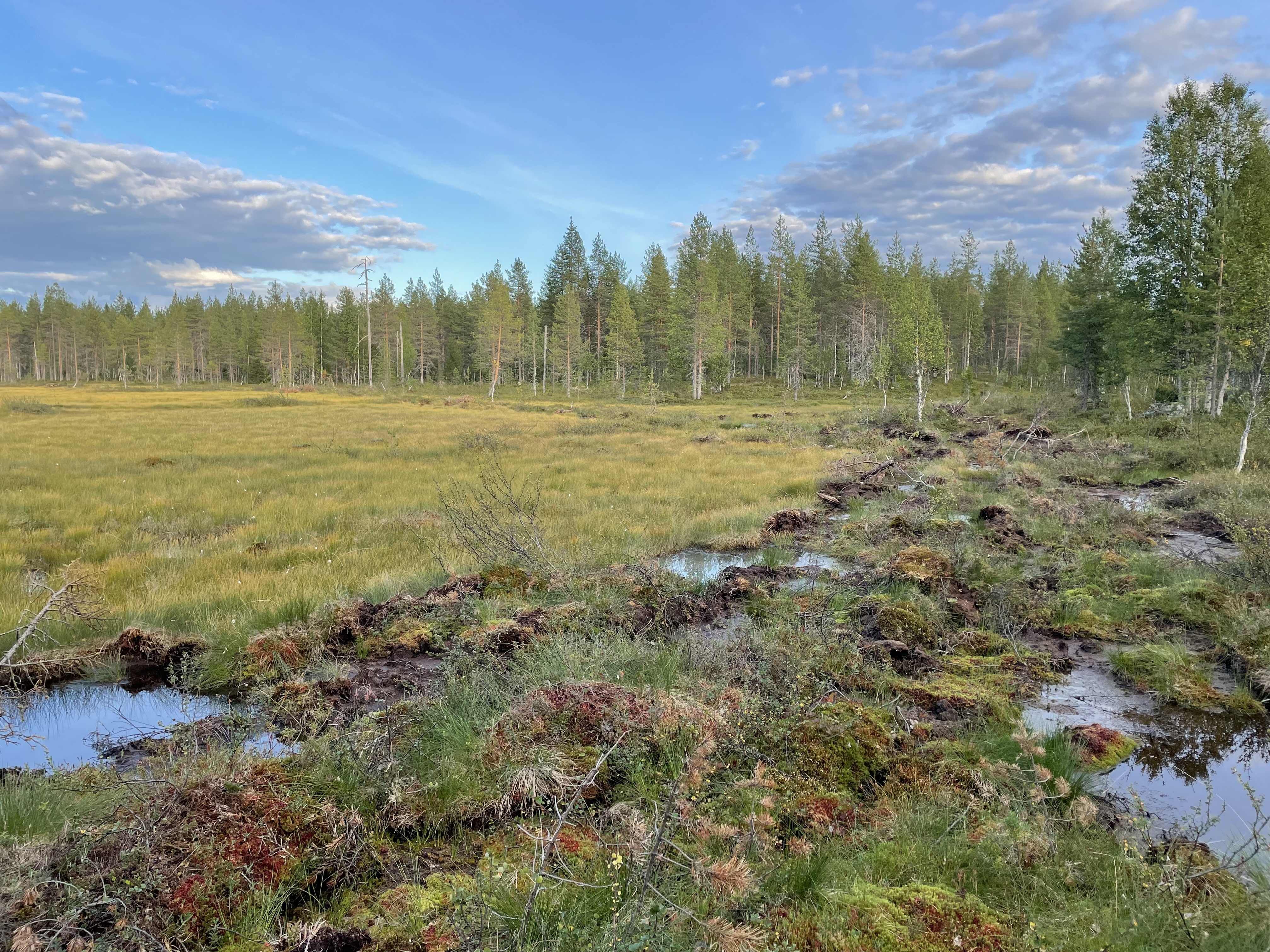 Figure16_A filled ditch at the edge of a restored peatland. Picture Antti Karppinen.JPG