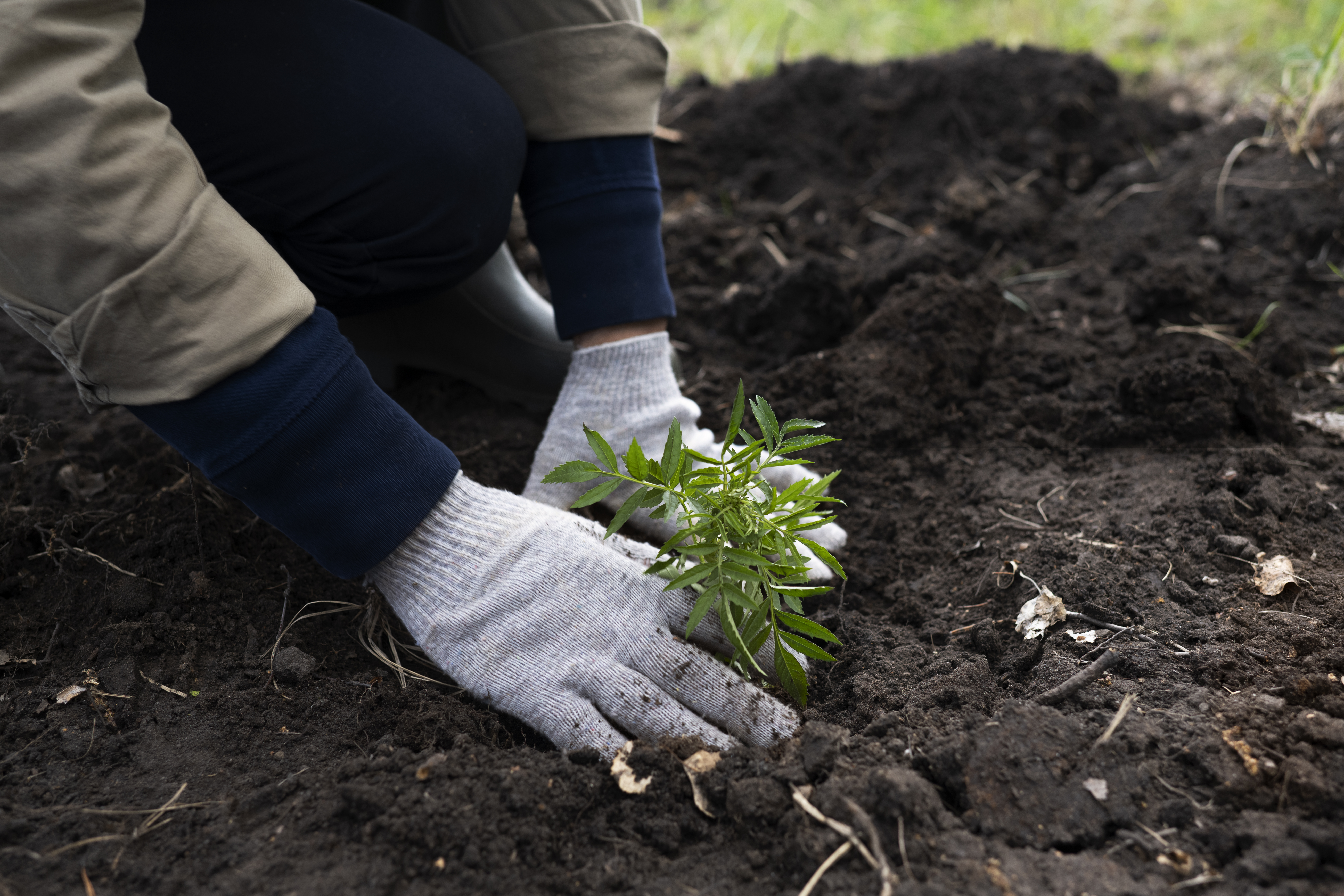 reforestation-done-by-voluntary-group.jpg