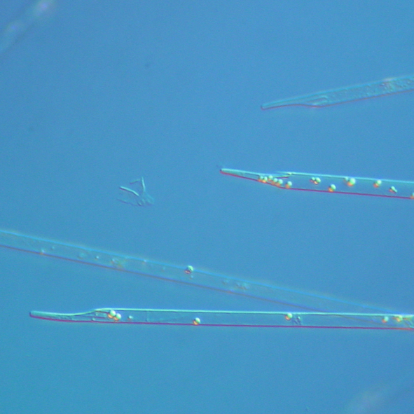 Proboscia alata.jpg