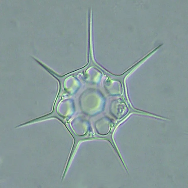 Octactis speculum.jpg