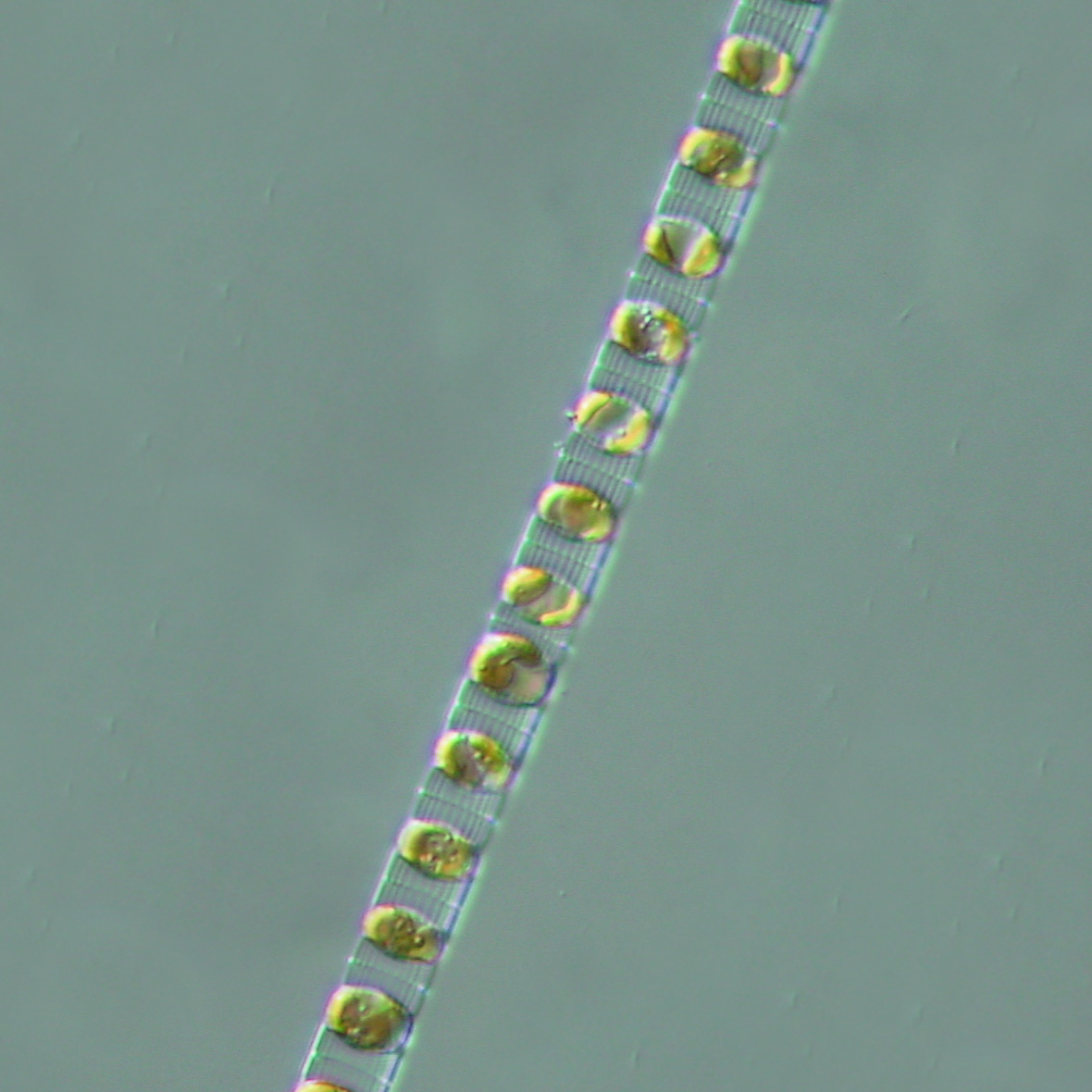 SKELET~1.JPG