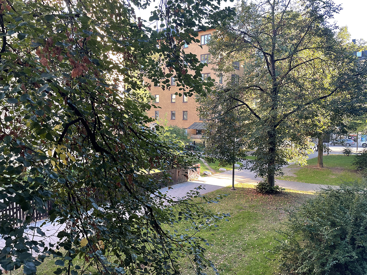 Photo 8. Three trees as seen from a residential window. Hélène Littke.jpg