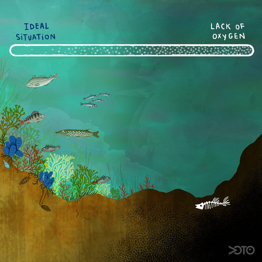 Fig 3 Lack-of-oxygen-the-choking-effect-of-eutrophication-1080x1080.jpg