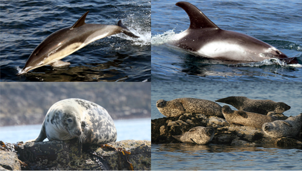 Fig 7 marine mammals.png